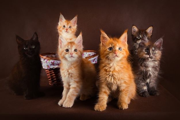 Group of fluffy beautiful maine coon kitties of different colors