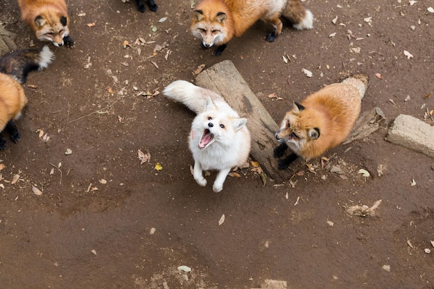 Group of Fox looking up and waiting for food