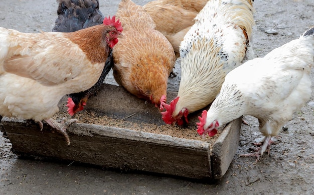 A group of free range chickens eating outside on a farm