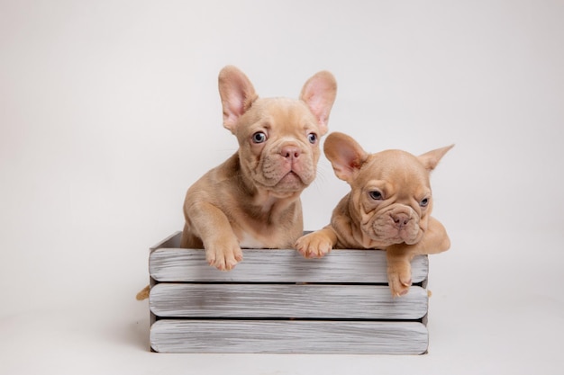 a group of French bulldog puppies are sitting in a basket on a white background