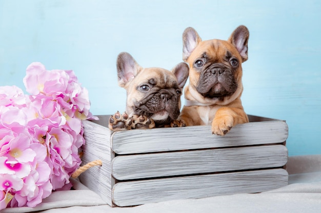 A group of French bulldog puppies in a basket on a blue background with spring flowers