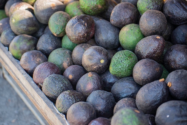 Group of fresh avocados from nature green