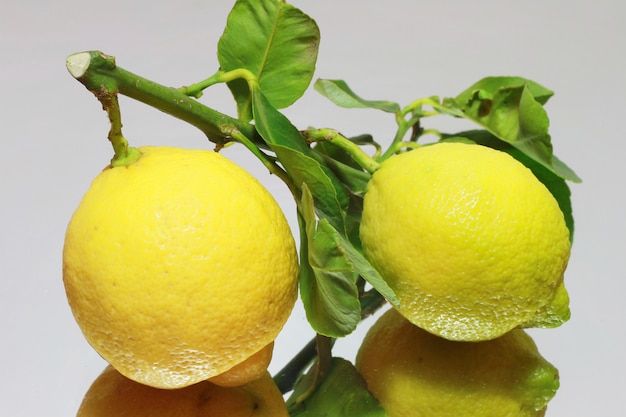 group of fresh lemon fruit