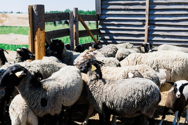 Group of a funny sheeps. Portrait of sheep on the farm.