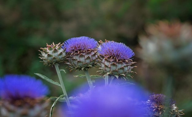 Group of giant thistle flowers in their natural environment with the background out of focus