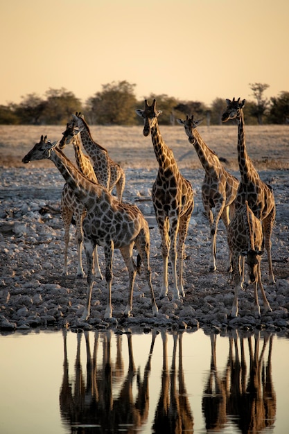 A group of giraffes came to a watering hole in a Etosha national park in Namibia