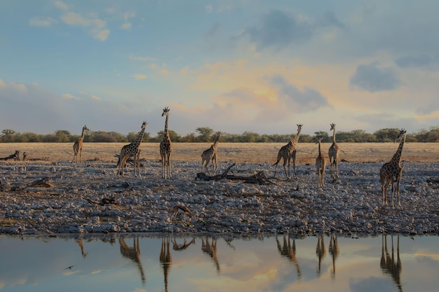 A group of giraffes came to a watering hole in a Etosha national park in Namibia