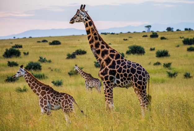 Group of giraffes in the savannah.