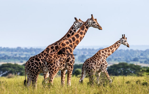 Group of giraffes in the savannah.