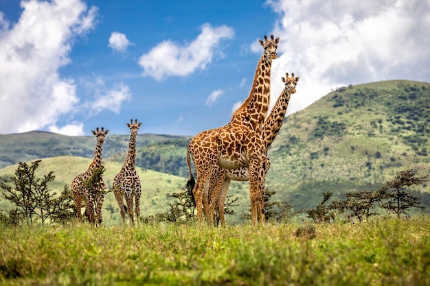 Group of giraffes . Tanzania Ngorongoro