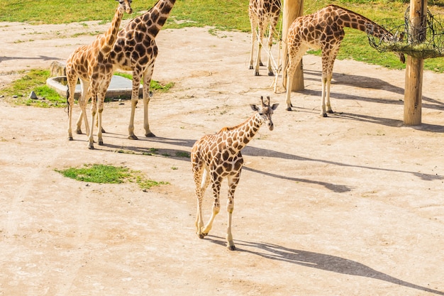 Group of giraffes walks in the park