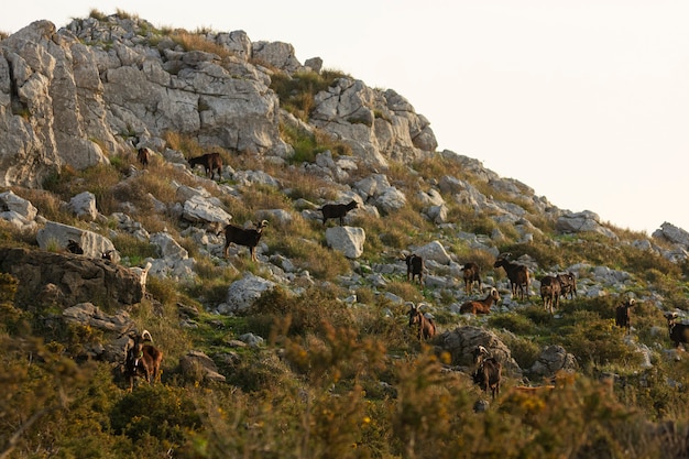 Group of goats eating and resting on a mountain hill in the morning sunrise in Cantabria