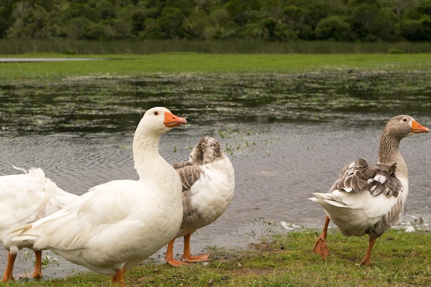 Group of goose outside the lake