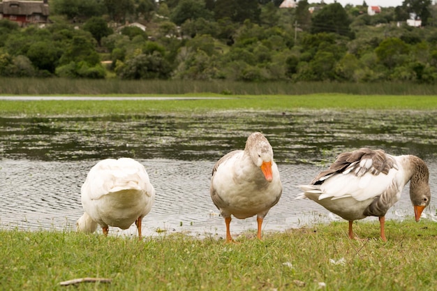 Group of goose in a park