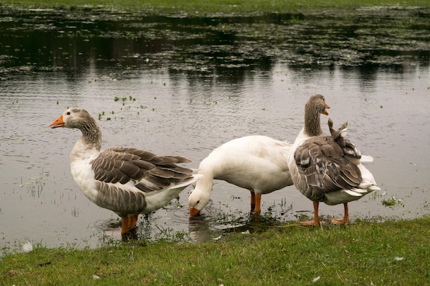 Group of goose in a park