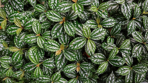 Group of Green Pilea cadierei the aluminium plant or watermelon pilea after watering