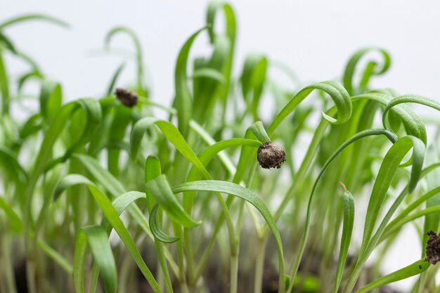 Photo group of green sprouts growing out from soil. seed husk on germinated sprout