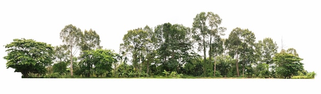 Group green tree isolate on white background