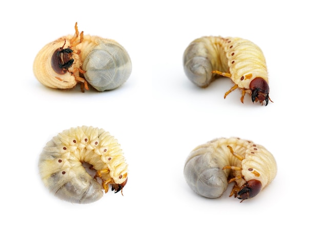 Group of of grub worms Coconut rhinoceros beetle Oryctes rhinoceros Larva Bugs Animals