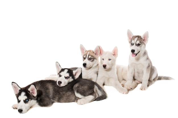 Group of happy siberian husky puppies on white. Beautiful puppies