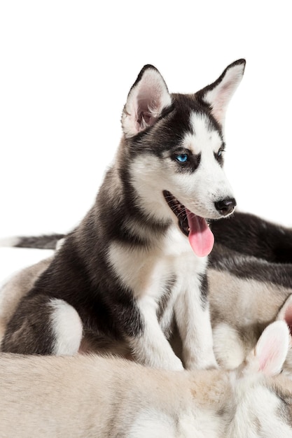 Group of happy siberian husky puppies on white