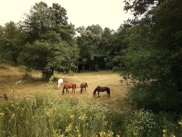 Group of horses grazing on a summer meadow