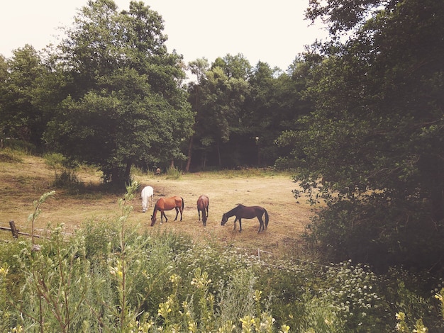 Group of horses grazing on a summer meadow