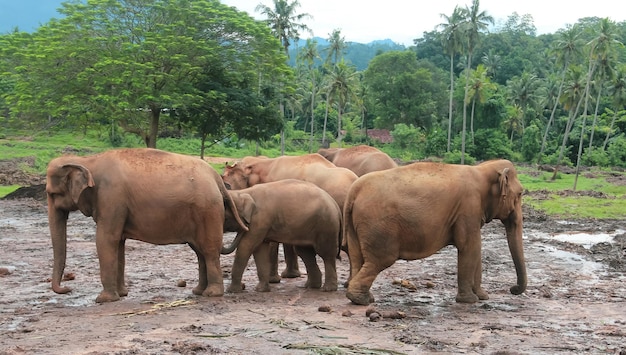 Group of indian elephants walk in clear weather on the territory of the nursery