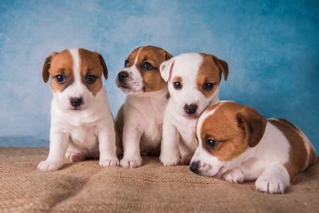 Group of Jack Russell terrier puppies in front of blue background