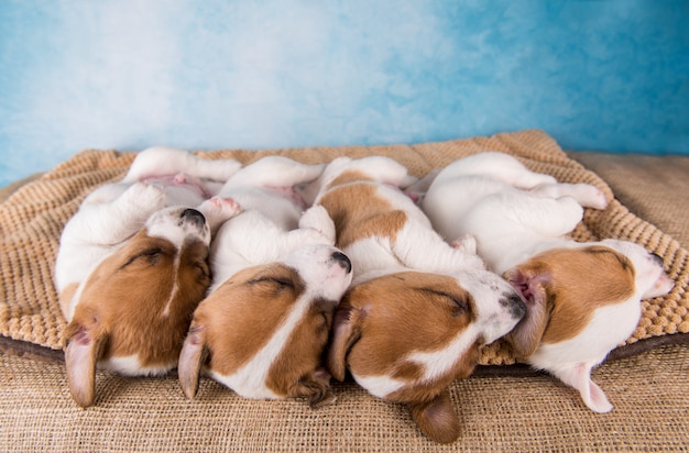 Group of Jack Russell terrier puppies sleep sweetly on a soft bed