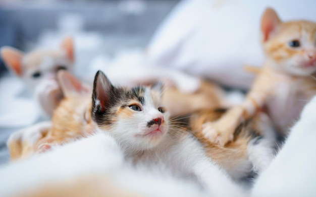 Group of kittens looking at mother cat with innocence in bed Selective focus