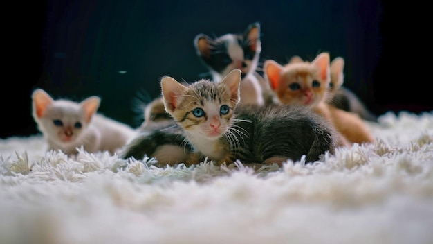 A group of kittens on a white carpet