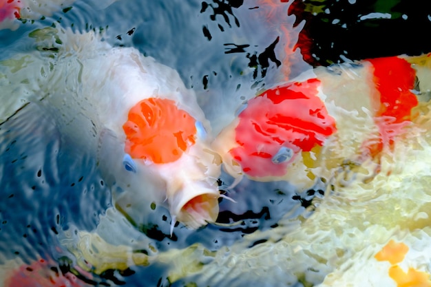 Group of Koi fish open mouth, Carp fish wait for food, Feeding