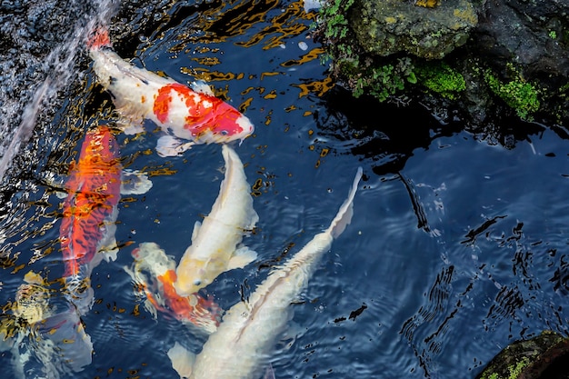 A group of koi fish swim in a pond.