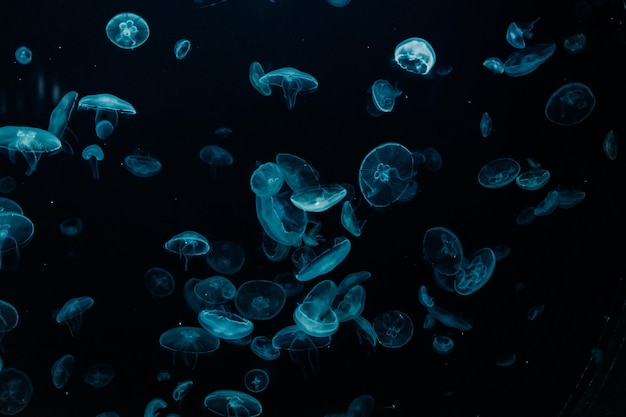 Group of light blue jellyfish swiming in aquarium