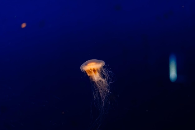 Group of light blue jellyfish swiming in aquarium