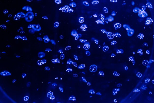 A group of light blue jellyfish swimming in a water