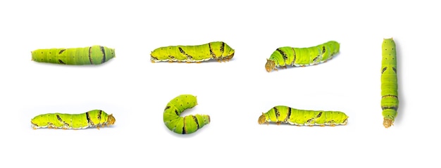 Group of lime butterfly caterpillar isolated on white background Insect Animal Green worm