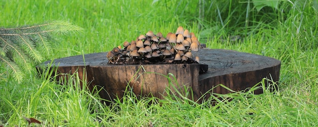 group of mushrooms on a stump