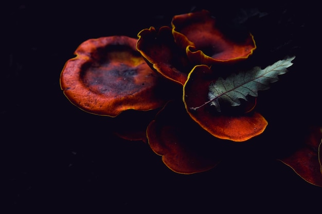 Photo a group of mushrooms with a dark background.