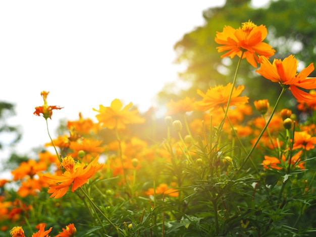 Group of orange flower in the park at morning with light of sunshine fresh floral