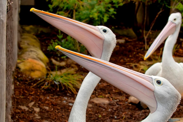 A group of pelican