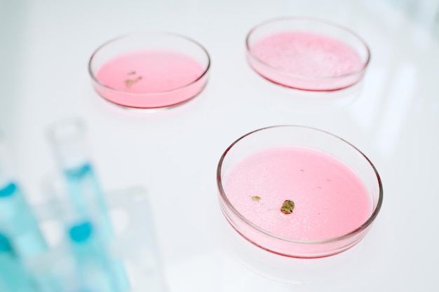 Group of petri dishes containing pink substance necessary for growing mold