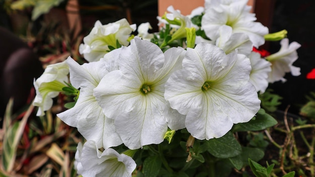 Group of Petunia axillaris white flower blooming in a garden