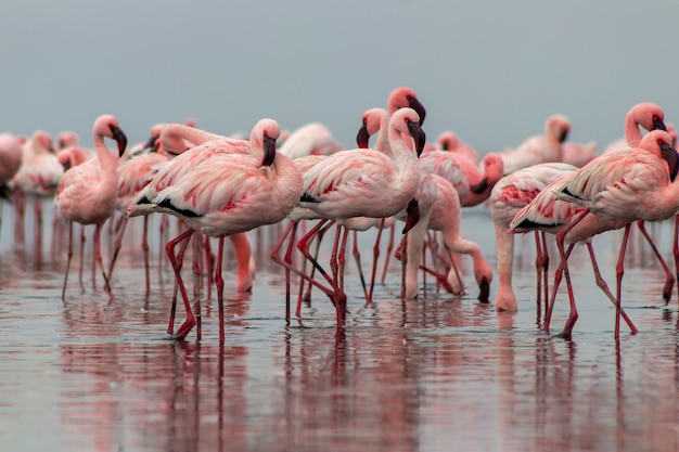 Group of pink african flamingos walking around the blue lagoon on a sunny day