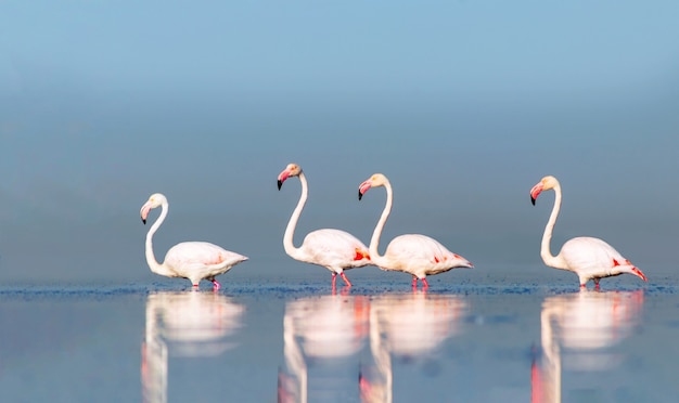 Group of pink african flamingos walking around the blue lagoon on a sunny day