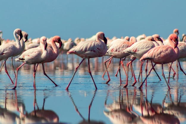 Group of pink african flamingos walking around the blue lagoon