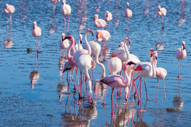 Group of pink flamingos on the sea at Walvis Bay, the atlantic coast of Namibia, Africa.