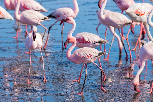 Group of pink flamingos on the sea at Walvis Bay, Namibia, Africa.