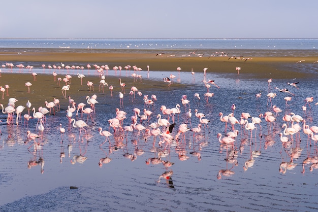 Group of pink flamingos on the sea at Walvis Bay, Namibia, Africa.